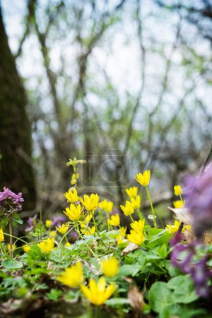 Yellow flowers in forest, Zobor hill, Slovak republic. Springtime scene. Travel destination.