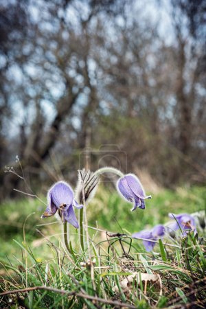 Téléchargez les photos : Grande fleur de Pasque - Pulsatilla grandis. Scène naturelle saisonnière
. - en image libre de droit