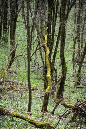 Springtime in the forest, Zobor hill, Slovak republic. Seasonal natural scene.