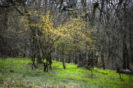 Springtime in the forest, Zobor hill, Slovak republic. Seasonal natural scene.