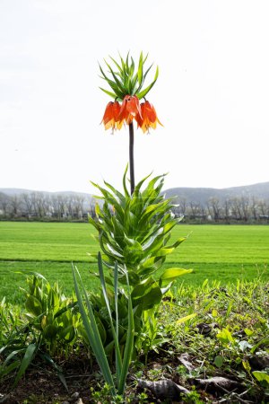 Crown imperial plant (Fritillaria imperialis), Slovak republic. Seasonal natural scene.