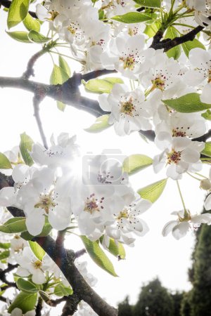 Blossoming tree in springtime, Burda, Slovak republic. Seasonal natural scene.