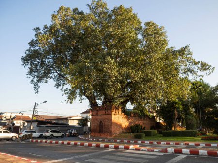 Téléchargez les photos : Chiang Mai, Thaïlande. JAN 10, 2023 : Grand arbre de Banyan à Suan Dok Gate, l'une des portes principales importantes pour entrer dans la vieille ville de Chiang Mai. Construit avec des briques rouges. C'est la partie du mur de la ville qui date d'il y a 700 ans.. - en image libre de droit