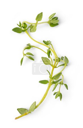 Photo for Fresh thyme spice isolated on white background - Royalty Free Image