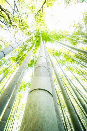 Sendero de bambú en Arashiyama, Japón