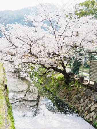 Téléchargez les photos : Chemin De La Philosophie à Kyoto, Japon - en image libre de droit