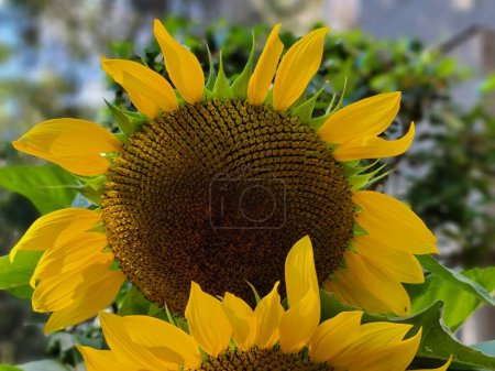 Photo for Sunflower blossom disc florets and petals photography background - Royalty Free Image