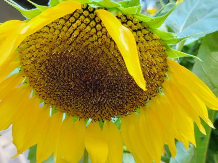 Photo for Sunflower blossom close up picture photography background - Royalty Free Image