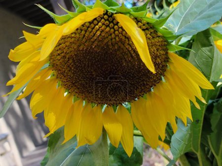 Photo for Sunflower blossom big beautiful flower garden cultivated photography background - Royalty Free Image