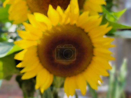 Photo for Sunflower blossom photography background - Royalty Free Image