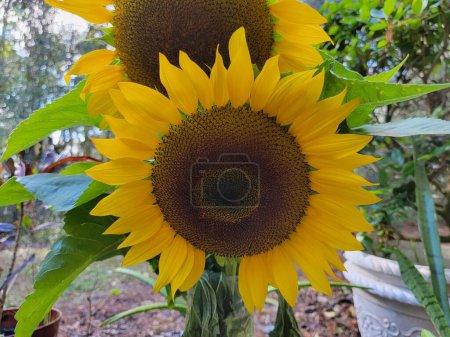 Photo for Sunflower blossom big beautiful flower garden cultivated photography background - Royalty Free Image