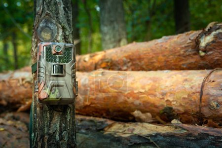 Téléchargez les photos : Piège à caméra fixé dans la forêt, surveillance des bois, Pologne orientale - en image libre de droit