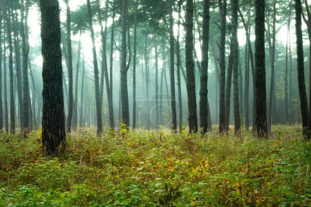 Foto de Sunlight and fog in the autumn forest, Chelm, Poland - Imagen libre de derechos