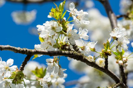 A twig with white flowers on a home plum fruit tree, spring day