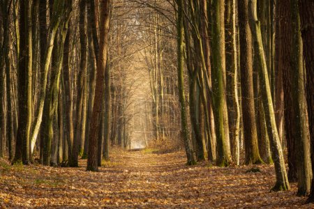 Téléchargez les photos : Chemin de ruelle dans une forêt dense d'automne, Pologne orientale - en image libre de droit