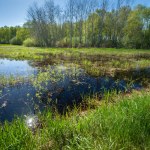 View of the green wet meadow in front of the forest, spring day, eastern Poland