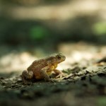 View of a single toad sitting on leaves, summer day in eastern Poland