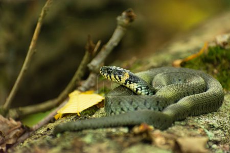 Photo for A large grass snake lying on a tree trunk, September day - Royalty Free Image