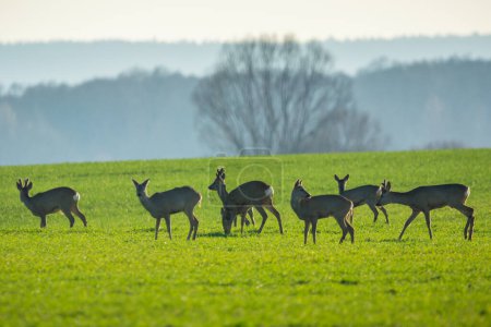 Herd roe deers in a green clearing
