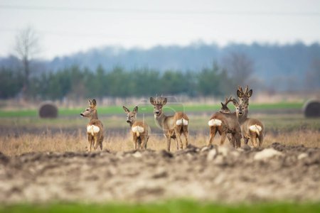 A group of roe deers stands in a field, eastern Poland