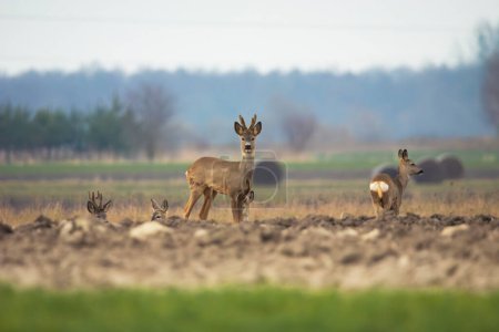 A group of deer in the field, March day, Czulczyce, Poland