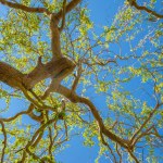 View of the trunk and branches of a willow tree against the blue sky background, spring day