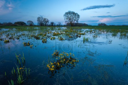 Evening view of a flooded meadow with yellow marigold flowers, spring April in eastern Poland