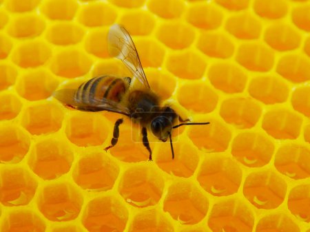 Téléchargez les photos : Abeille sur nid d'abeille avec des tranches de miel nectar dans les cellules - en image libre de droit