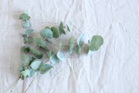 Photo for Frame, corner made of green Eucalyptus leaves and branches on white background. Floral composition. Feminine styled stock flat lay image, top view copy space. - Royalty Free Image