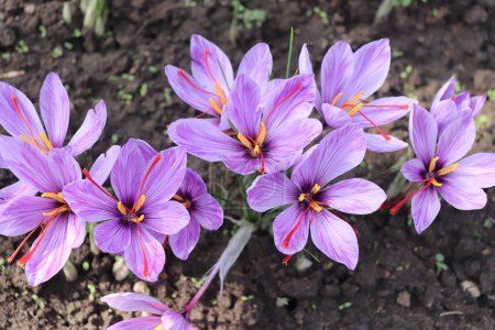 Crocus sativus, gemeinhin als Safrankrokus oder Herbstzeitlose bekannt. Die purpurroten Narben, die als Fäden bezeichnet werden, werden gesammelt, um als Gewürz zu gelten, das nach Gewicht zu den teuersten Gewürzen der Welt zählt..