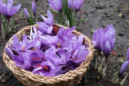 Stilleben im Herbst. Crocus sativus, gemeinhin als Safrankrokus bekannt, steht im Sonnenlicht in einem Weidenkorb mit langen, rauen Schatten. Hoher Winkel.