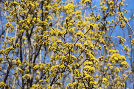 Spring budding Cornus mas is commonly known as dogwoods. Cornelian cherry or European cornel is a shrub with red fruits that is also often wild he is also one of the medicinal plants.
