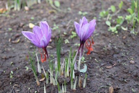 Crocus sativus, communément appelé crocus safran, ou crocus d'automne les stigmates cramoisis appelés fils, sont recueillis pour être comme une épice. Il est parmi les épices les plus chères au monde en poids.