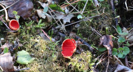 Scarlet elf cup mushroom is an inedible mushroom from the family of fireflies it grows sparsely to rarely, singly, or in small groups in early spring.