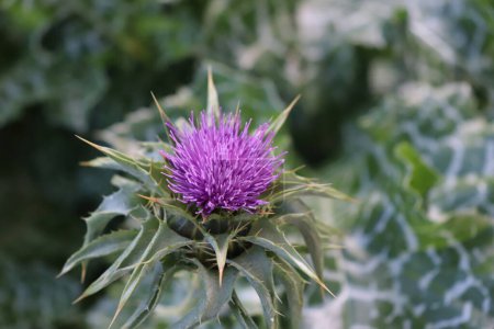 Silybum marianum, also known as a Holy Thistle in full splendor. This species is an annual or biennial plant of the Asteraceae family this fairly typical thistle has red to purple flowers.