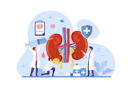 Téléchargez les illustrations : Doctor make kidney examination design concept. Health care and kidney treatment vector illustration - en licence libre de droit