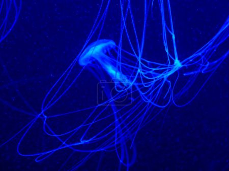 Téléchargez les photos : Austria, Vienna, Europe, a jellyfish in water - en image libre de droit