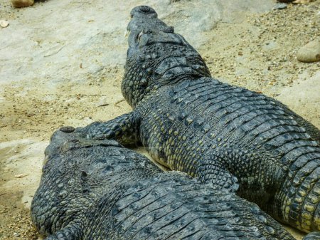 Austria, Vienna, Europe,  a large crocodile alligator in the dirt