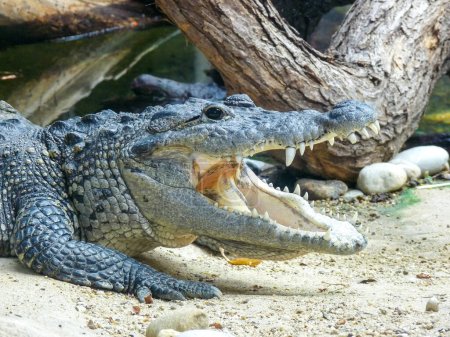 Photo for Austria, Vienna, Europe,  a large crocodile alligator in the dirt - Royalty Free Image