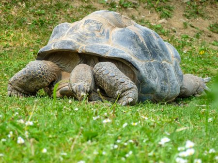 Foto de Austria, Vienna, Europe, a turtle lying in the grass with Aldabra in the background - Imagen libre de derechos