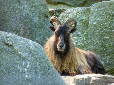 Photo for Austria, Vienna, Europe, an goat ram standing on a rock - Royalty Free Image
