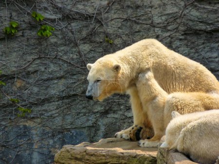 Téléchargez les photos : Austria, Vienna, Europe, a polar bear standing on top of a rock - en image libre de droit