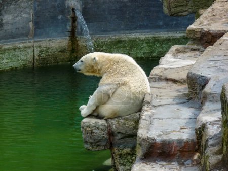 Photo for Austria, Vienna, Europe, a polar bear sitting on a rock - Royalty Free Image