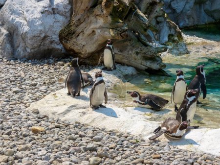 Austria, Vienna, Europe, a penguin standing on a rocky beach