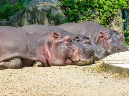 Foto de Austria, Vienna, Europe, an hippopotamus family lying on the ground - Imagen libre de derechos