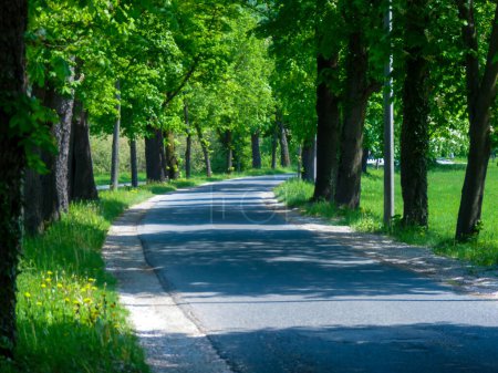 Foto de Austria, Salzburg, Europe, a path with trees on the side of a road - Imagen libre de derechos