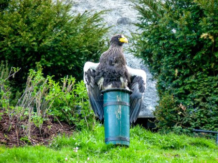 Foto de Austria, Salzburg, Europe, bald eagle on grass - Imagen libre de derechos
