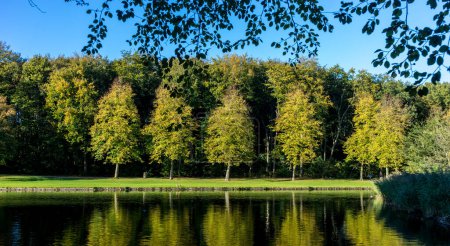 Photo for Netherlands, Hague, Haagse Bos, Europe, a flock of birds sitting on top of a lake surrounded by trees - Royalty Free Image