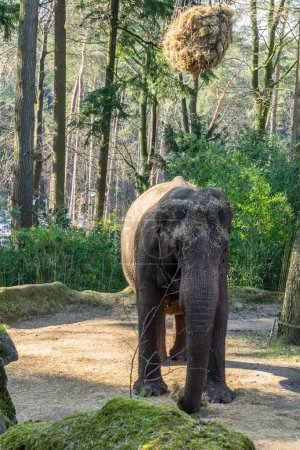 Foto de Netherlands, Arnhem, Burger Zoo, Europe, a large elephant standing next to a forest - Imagen libre de derechos