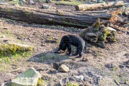 Téléchargez les photos : Netherlands, Arnhem, Burger Zoo, Europe, bear walking on the rock - en image libre de droit